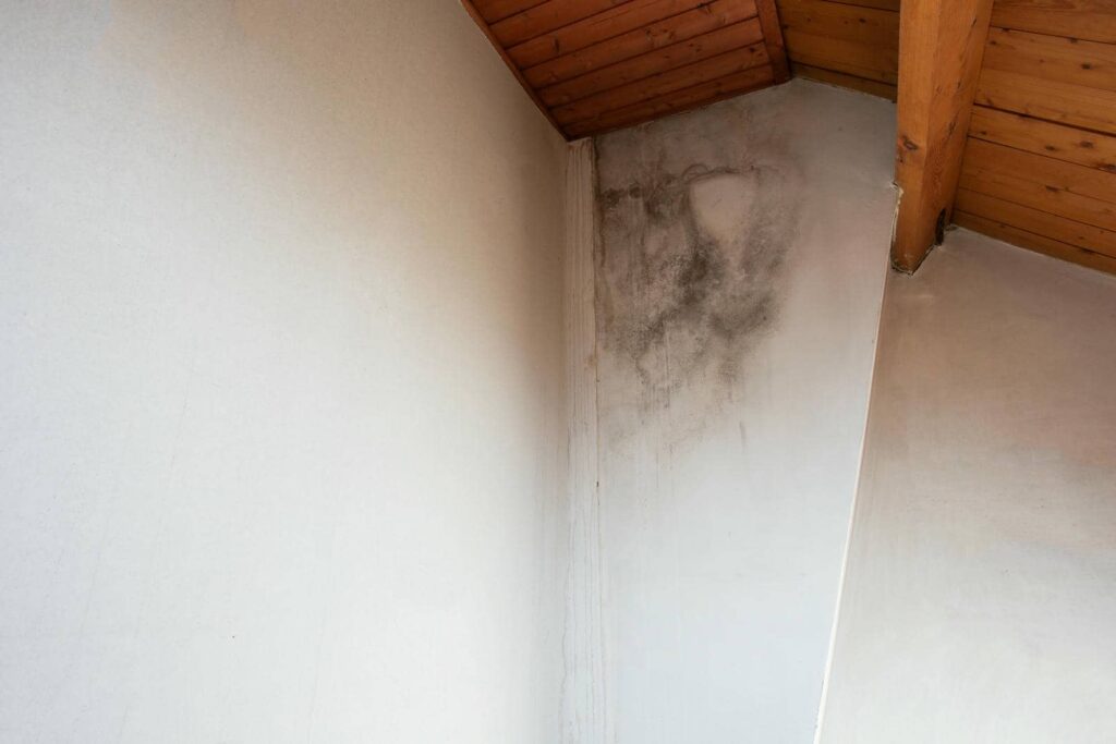 Rapid Solutions for Water Damage Mold Removal
